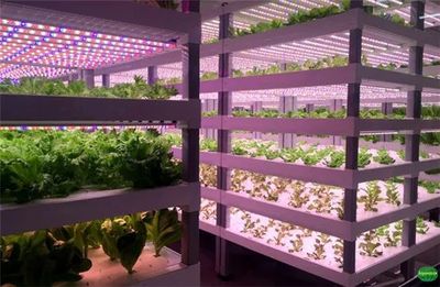 【聚焦新赛道】“植物工厂”在未来将成为中国农业的新形态